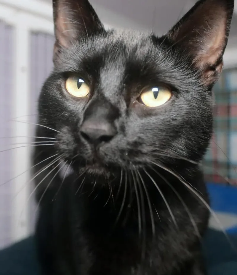 A young large-sized male Black Domestic Short Hair cat named Jasper for adoption in Vancouver, WA