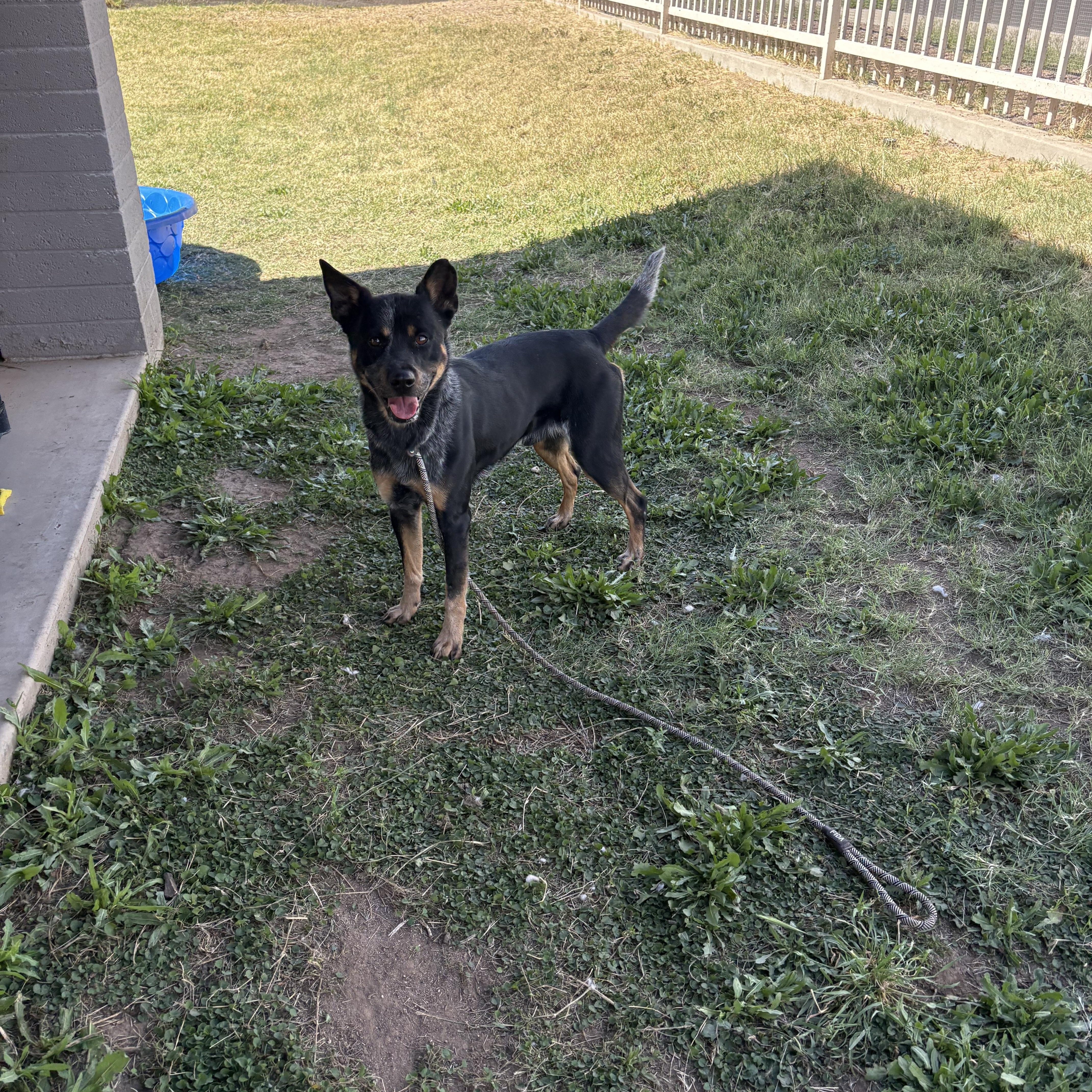 An adult medium-sized male Australian Cattle Dog / Blue Heeler dog named Turbo for adoption in Chandler, AZ