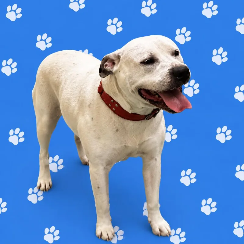 An adult medium-sized female White / Cream Mixed Breed dog named Sugar for adoption in Memphis, TN