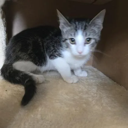 A baby small-sized male Domestic Short Hair cat named Green Bean for adoption in Janesville, WI