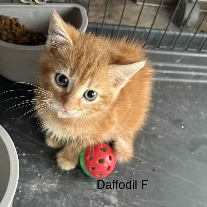 A baby medium-sized female Orange / Red Domestic Short Hair cat named Daffodill for adoption in White Bluff, TN