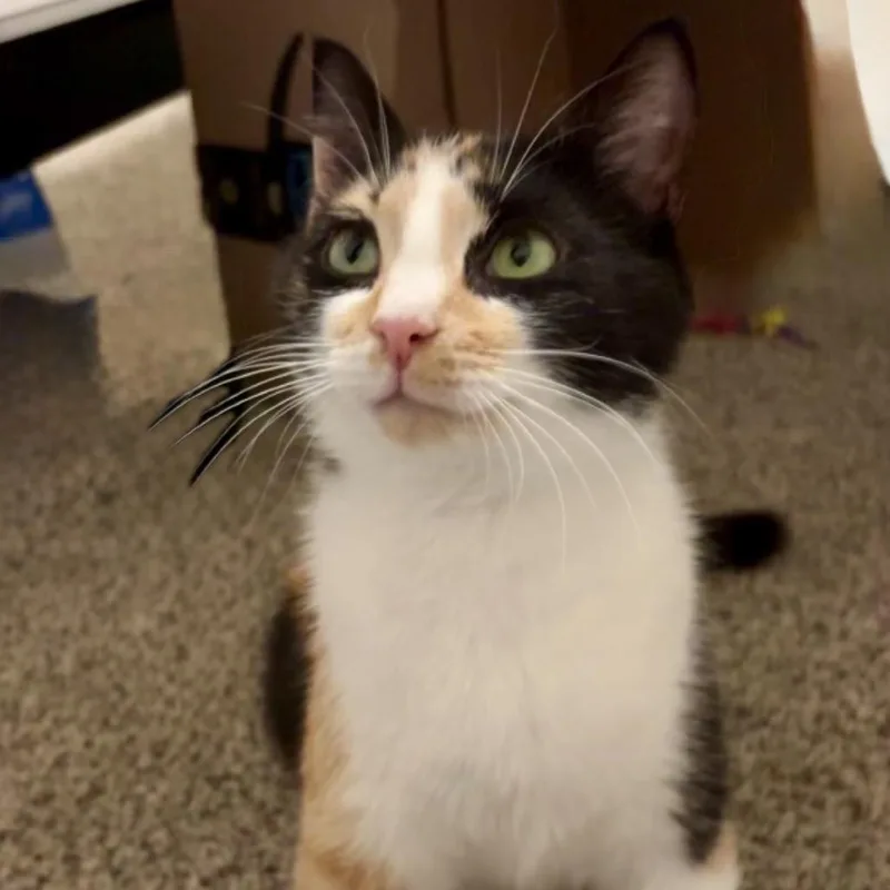 A young small-sized female Calico Domestic Short Hair cat named Callie for adoption in Reisterstown, MD