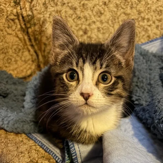 A baby medium-sized male Domestic Short Hair cat named Rover for adoption in Shoreline, WA