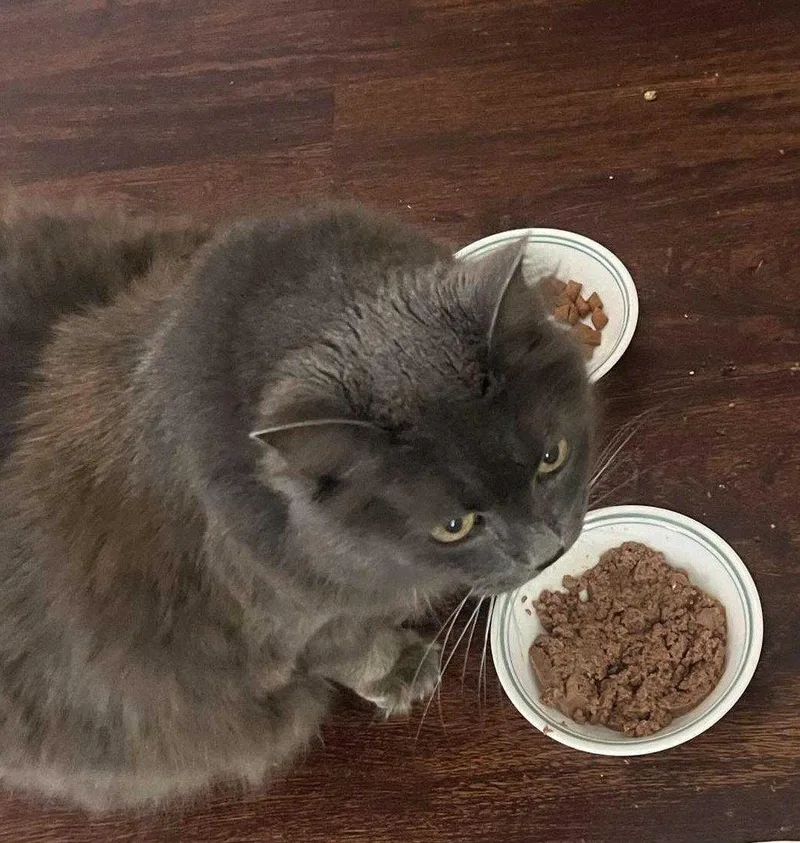 A senior medium-sized female Gray / Blue / Silver Domestic Short Hair cat named Emme for adoption in Herndon, VA