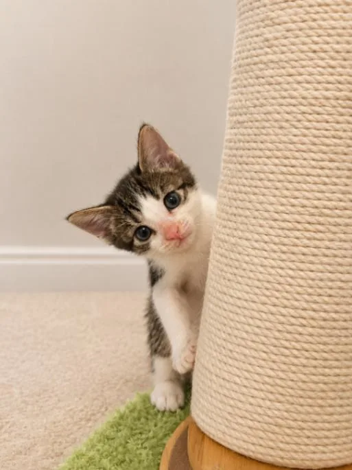 Loki thumbnail 2