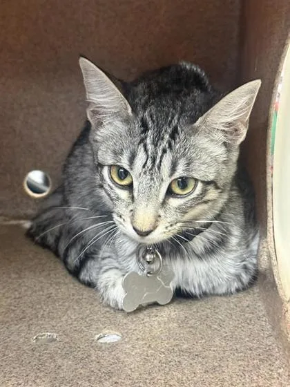 A baby small-sized female Gray / Blue / Silver Domestic Short Hair cat named 61803459 for adoption in El Paso, TX