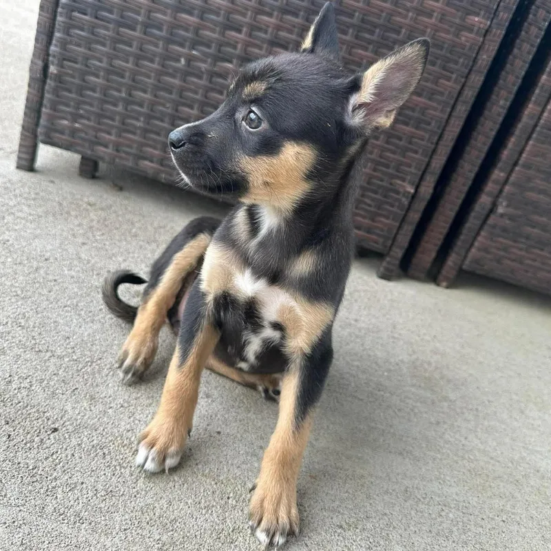 A baby medium-sized female Tricolor (Brown, Black, & White) Husky dog named Briar for adoption in Bryan, TX