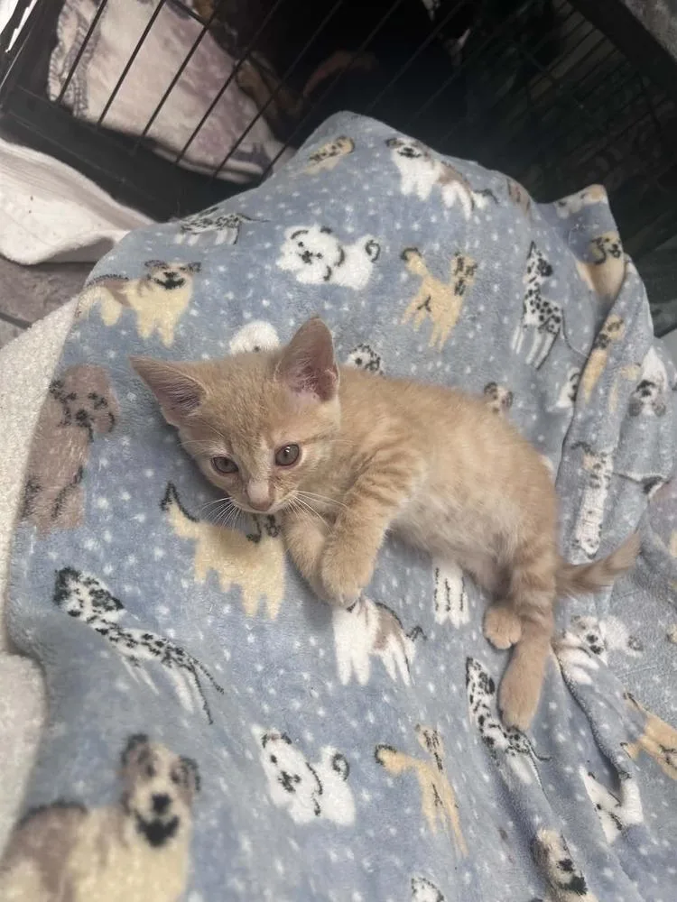 Canelo