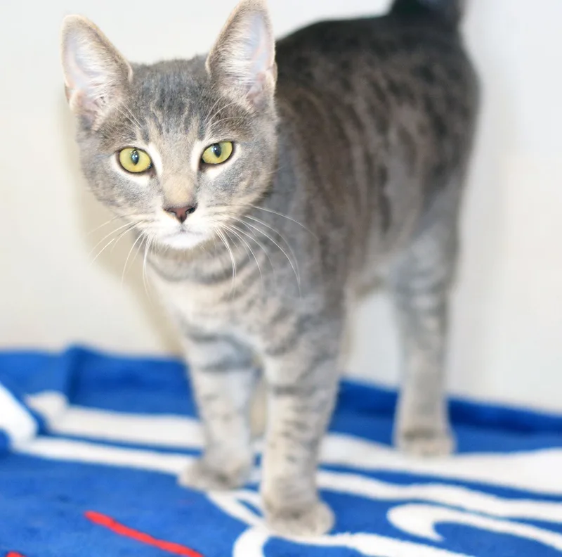 A young medium-sized male Tabby cat named Disco Stu for adoption in San Clemente, CA