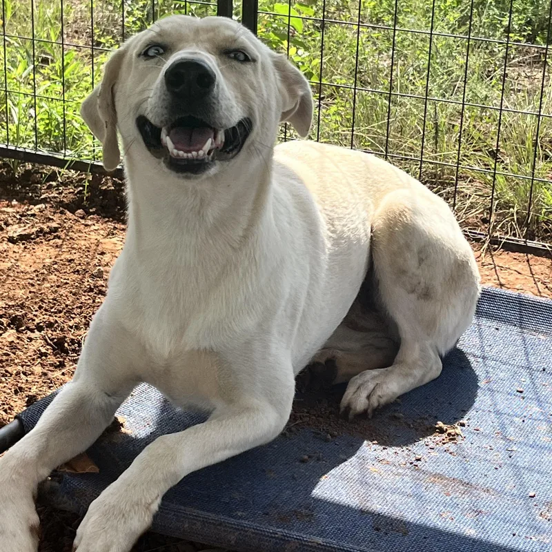 An adult medium-sized female White / Cream Husky dog named Sienna for adoption in Elgin, TX
