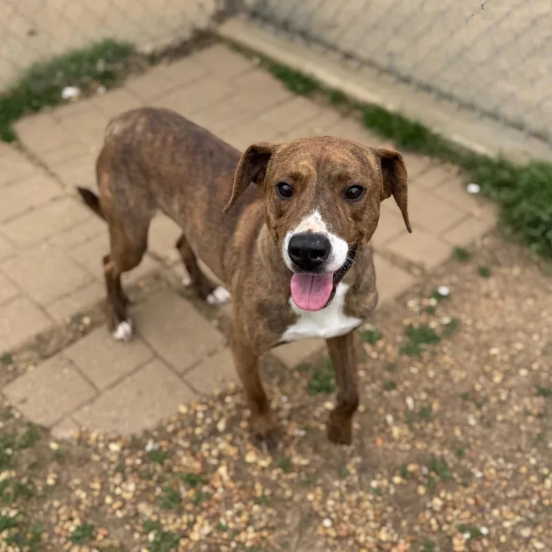 A young medium-sized male Brindle Plott Hound dog named Corey for adoption in Brownsboro, AL