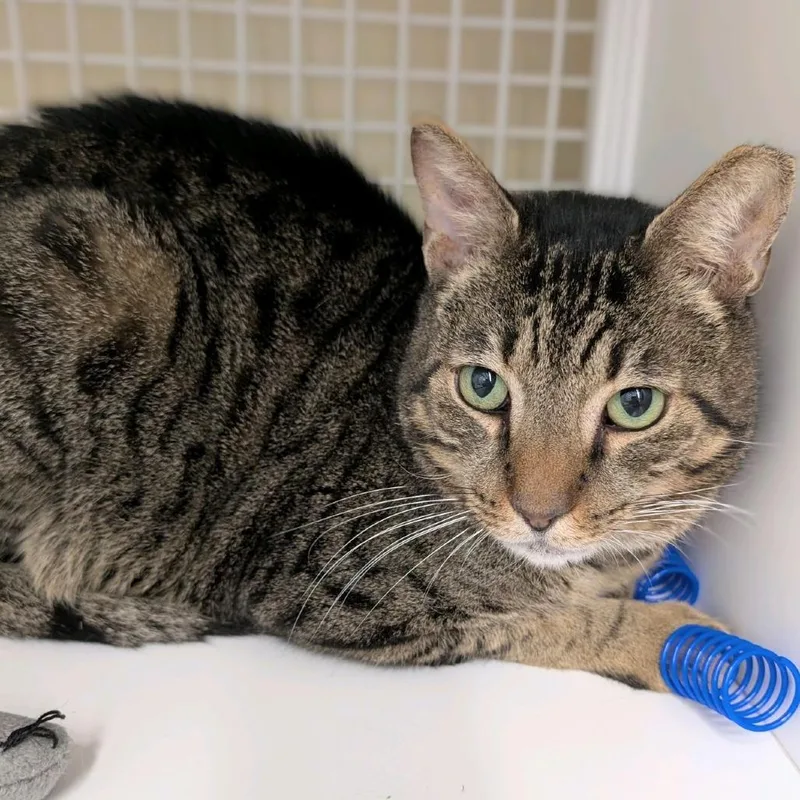 An adult large-sized male Brown / Chocolate Domestic Short Hair cat named Barron for adoption in Hamburg, NY
