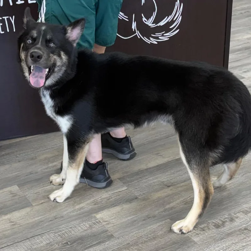 A young medium-sized male Husky dog named Xavier for adoption in Crookston, MN