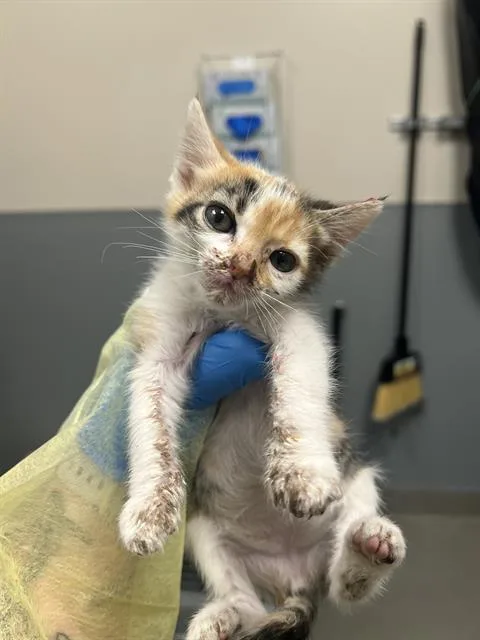 A baby small-sized female Domestic Medium Hair cat named Elle for adoption in Las Vegas, NV