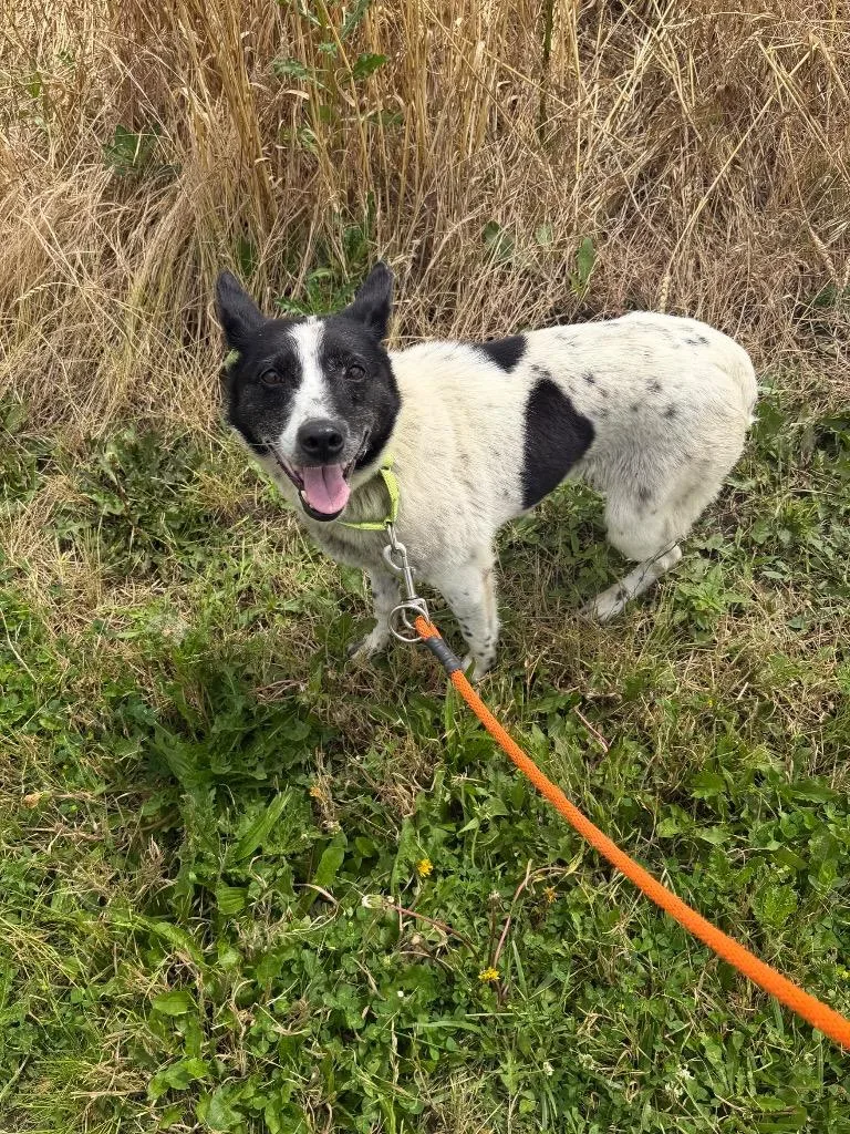 An adult medium-sized female Mixed Breed dog named Sayla for adoption in Marion, OH