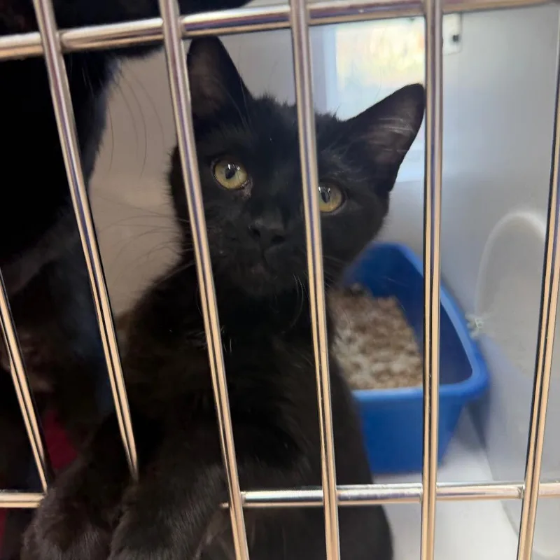 A baby small-sized female Black Domestic Short Hair cat named Meander for adoption in Kanab, UT