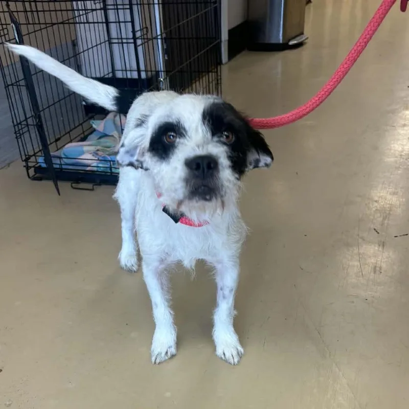 An adult medium-sized male White / Cream Border Terrier dog named Frankie  Chino Hills for adoption in Chino Hills, CA
