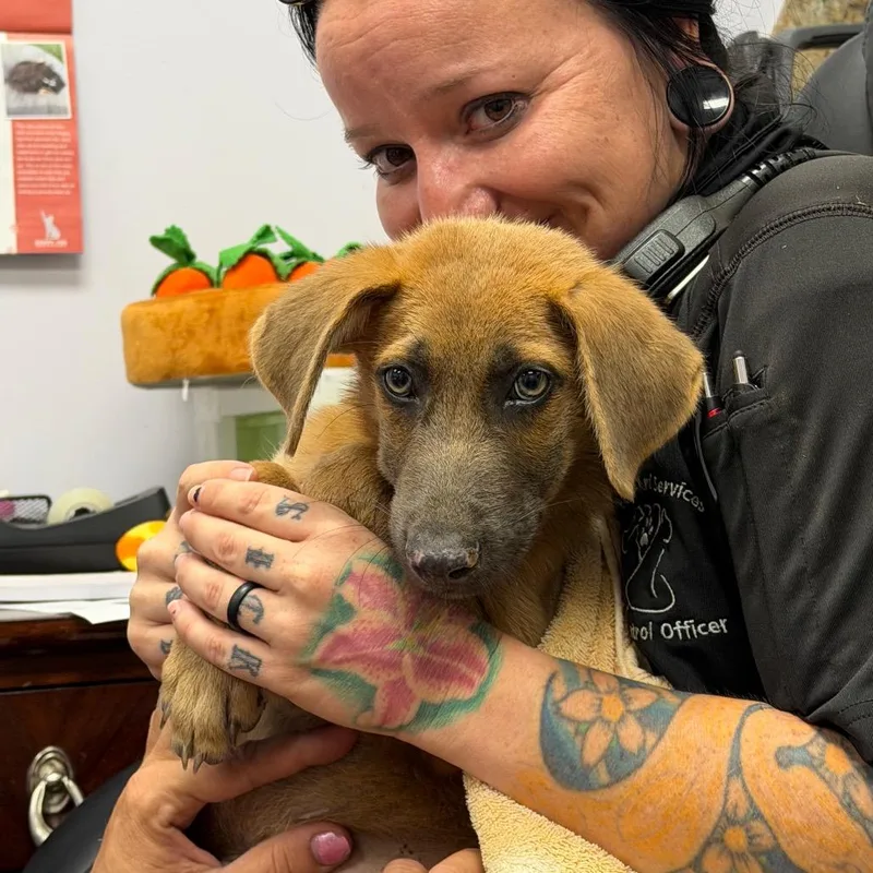 A baby medium-sized male Yellow / Tan / Blond / Fawn Mixed Breed dog named Buddy for adoption in Dickinson, TX