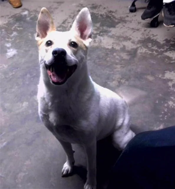 An adult large-sized female Australian Cattle Dog / Blue Heeler dog named Fantasia for adoption in Tallahassee, FL