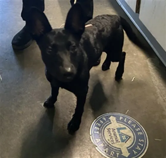 A young medium-sized male Mixed Breed dog named Jasper for adoption in Los Angeles, CA