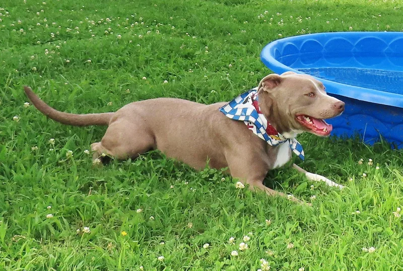 A young large-sized female American Staffordshire Terrier dog named Spice Girl CA for adoption in Rogers, AR