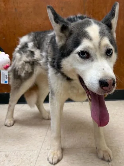 An adult large-sized female Siberian Husky dog named Meesha for adoption in Burlington, WA