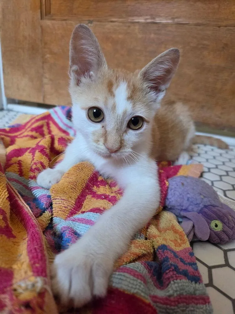 A baby small-sized male Domestic Short Hair cat named Antonio for adoption in Ferndale, MI