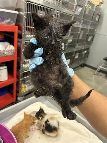 A baby small-sized male Domestic Medium Hair cat named Tommy for adoption in San Martin, CA