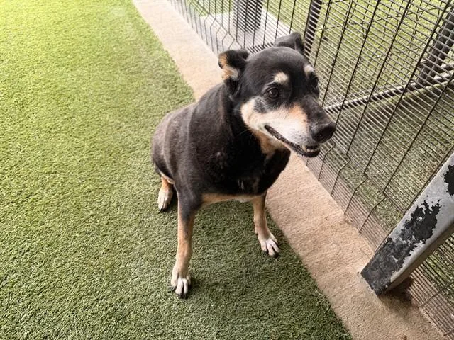 An adult large-sized female Rottweiler dog named Amarga for adoption in Garland, TX
