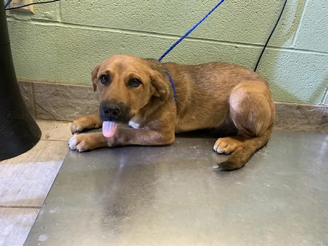 A young large-sized male Labrador Retriever dog named Breeze for adoption in Grand Prairie, TX