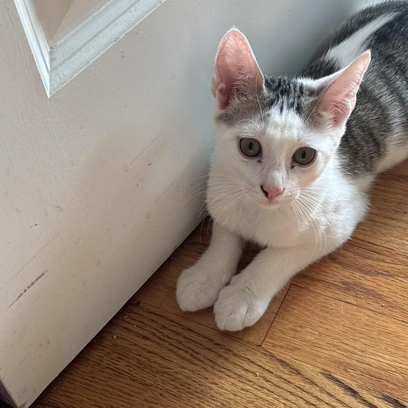 A baby small-sized male White Domestic Short Hair cat named Oscar & Felix for adoption in Bronx, NY