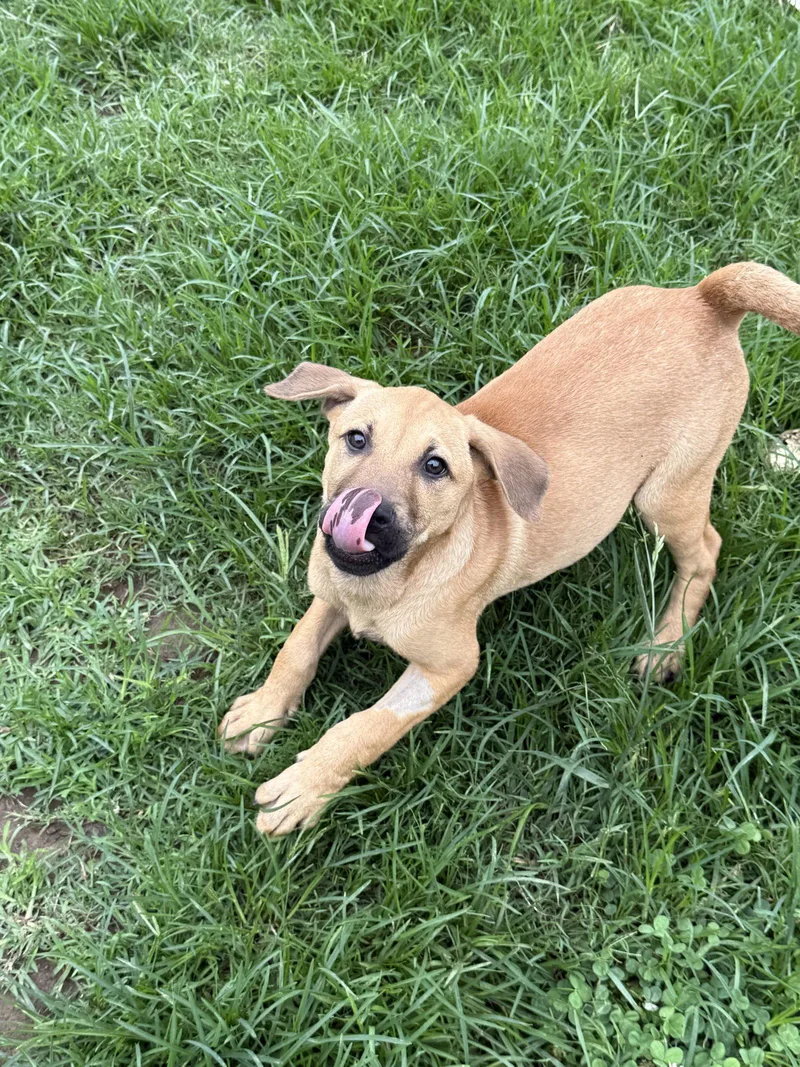 A young medium-sized male Labrador Retriever dog named Pecan for adoption in Nashville, TN