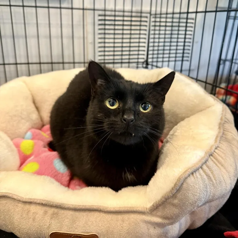 An adult medium-sized female Black Domestic Short Hair cat named Mama for adoption in Louisville, KY