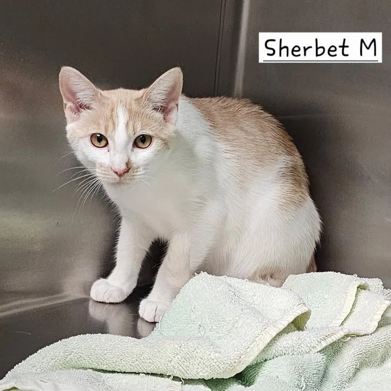 A baby small-sized male Buff / Tan / Fawn Domestic Short Hair cat named Dilute Teetle for adoption in Rocky Mount, VA