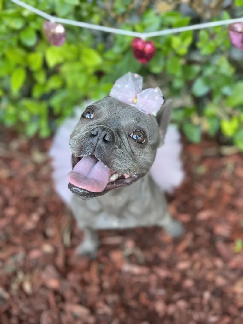 A young small-sized female Gray / Blue / Silver French Bulldog dog named Gloria for adoption in South El Monte, CA