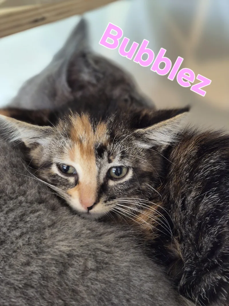 Bubblez