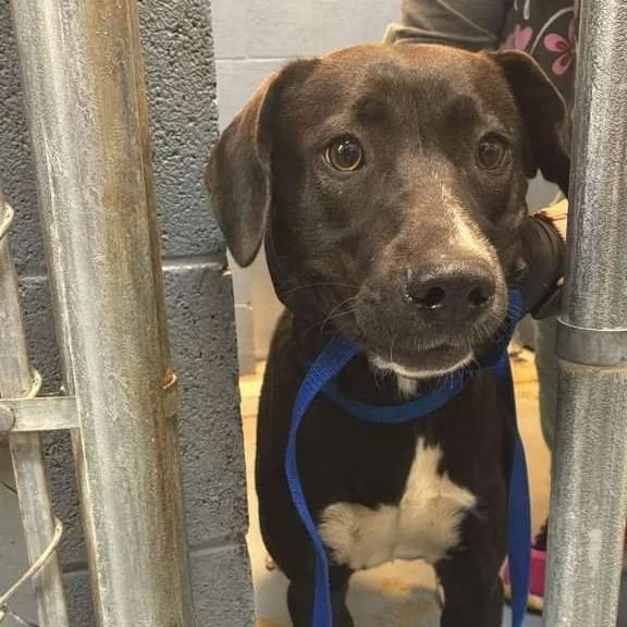 An adult medium-sized female Black Mixed Breed dog named Sundae for adoption in Gadsden, AL