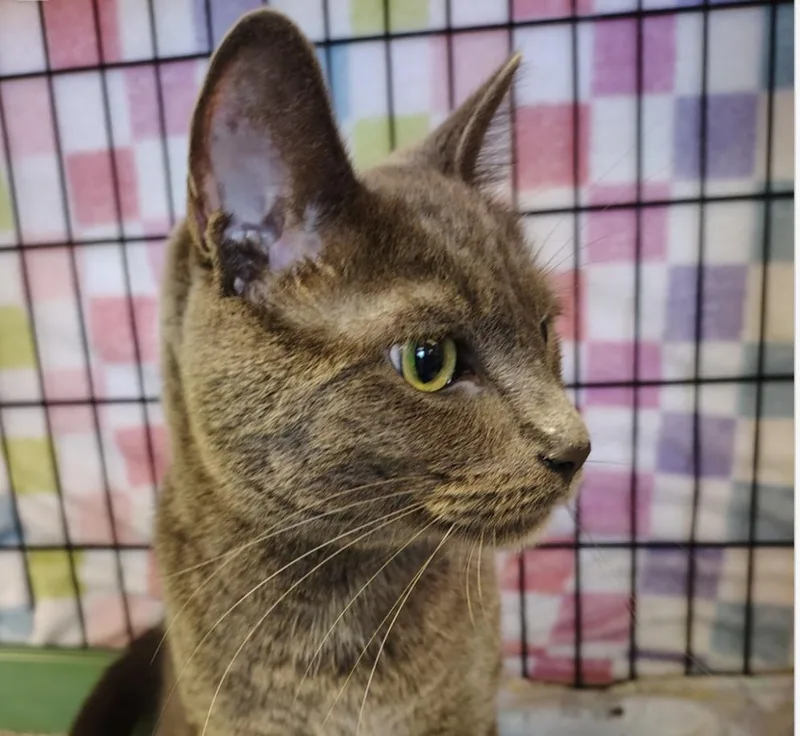 An adult medium-sized male Domestic Short Hair cat named Nazir for adoption in Indiana, PA