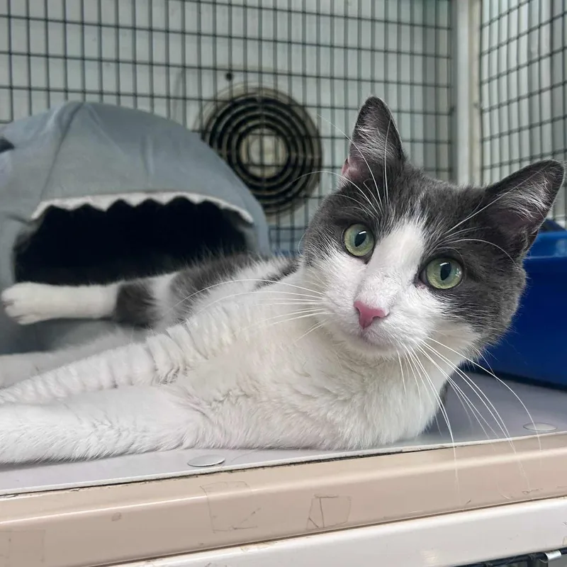 An adult medium-sized male Gray & White Domestic Short Hair cat named Darren for adoption in Huntington, NY