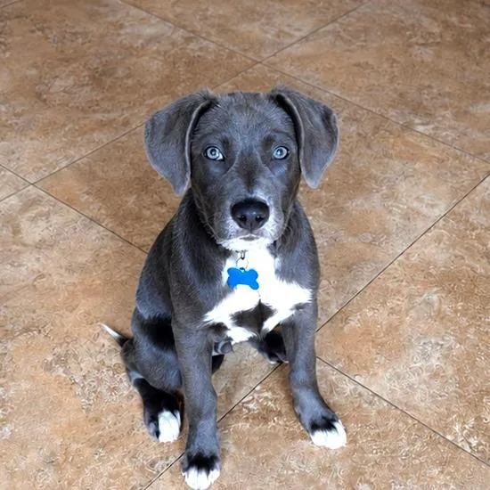 A baby medium-sized male Gray / Blue / Silver Mixed Breed dog named Magnus Bama for adoption in Fort Lauderdale, FL