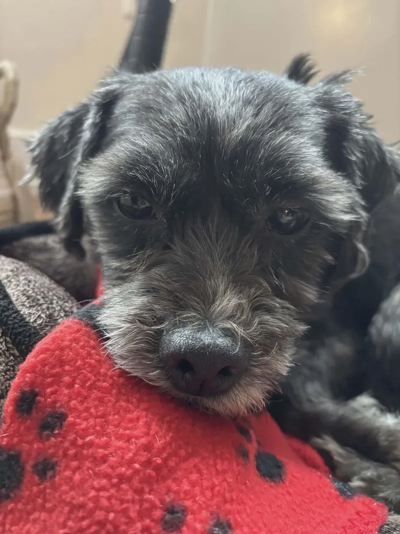 An adult small-sized male Black Miniature Schnauzer dog named King for adoption in Westwood, NJ