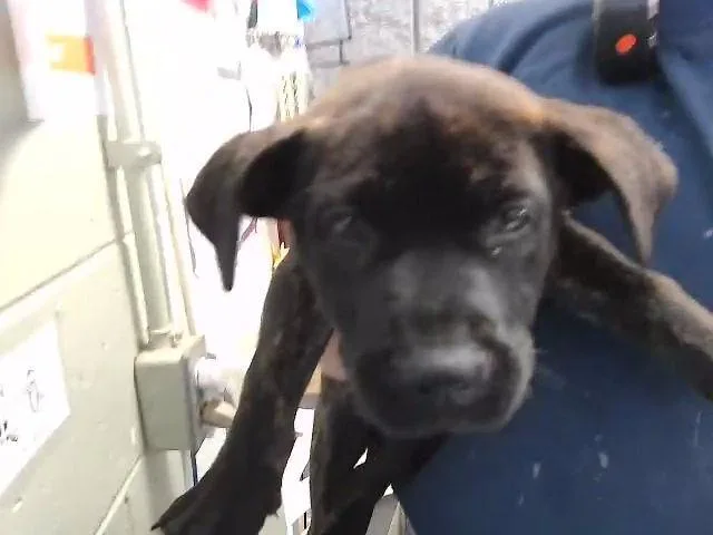 A baby small-sized female Pit Bull Terrier dog named Maybell for adoption in Tulsa, OK