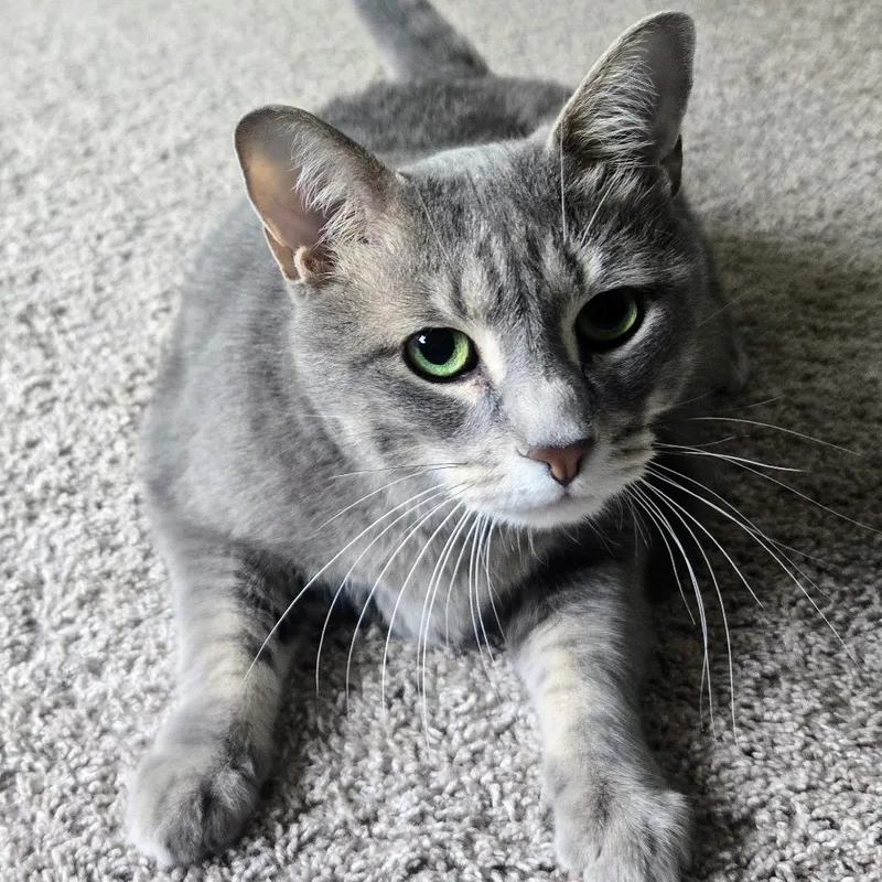 A senior small-sized female Gray / Blue / Silver Domestic Short Hair cat named Patrice Rockbridge for adoption in Merrifield, VA