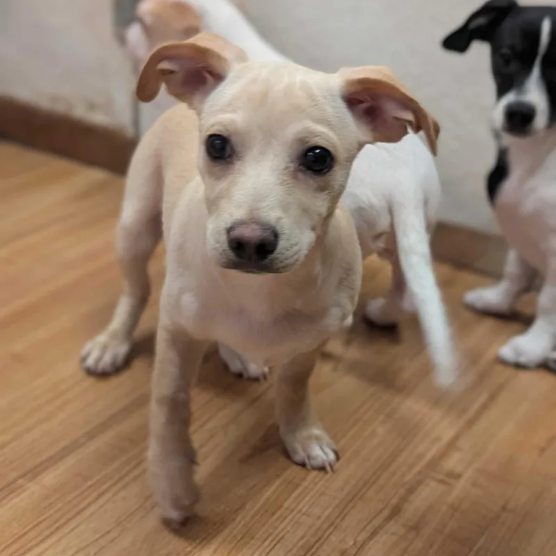 A baby small-sized male Chihuahua dog named Cinnamon for adoption in Grand Junction, CO