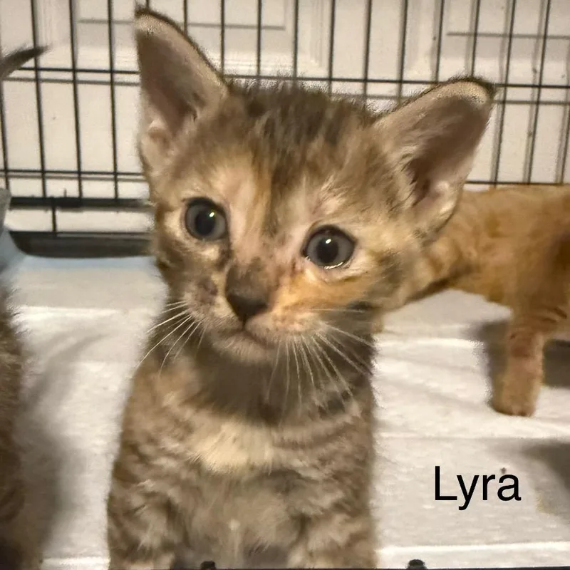 Lyra