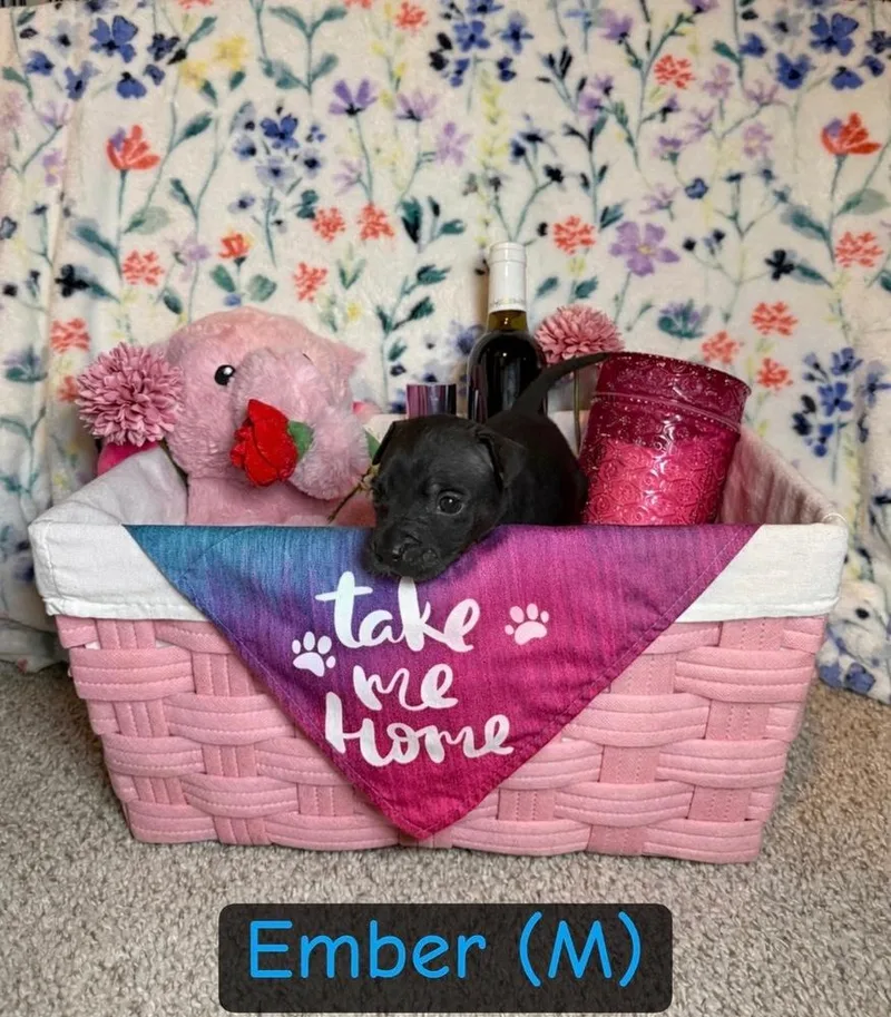 Ember Inga thumbnail 4