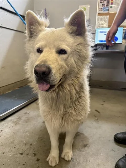 An adult large-sized male Alaskan Malamute dog named Bob for adoption in Camarillo, CA