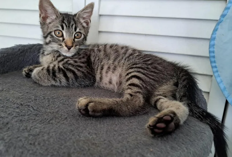 A baby medium-sized female Domestic Short Hair cat named Katu for adoption in Margate, FL