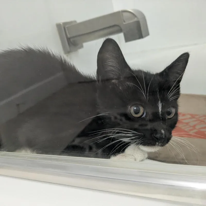 A baby small-sized female Black Domestic Short Hair cat named Magic for adoption in Jupiter, FL