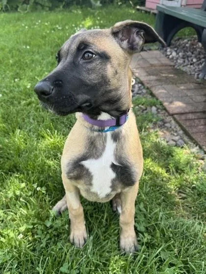 A baby medium-sized female Yellow / Tan / Blond / Fawn Belgian Shepherd / Malinois dog named Piper for adoption in Tinley Park, IL